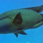 Рыба-наполеон