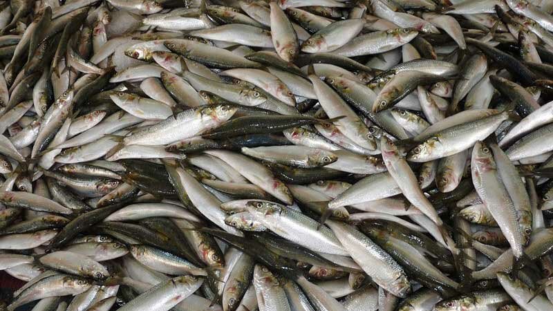 Ловля уклейки