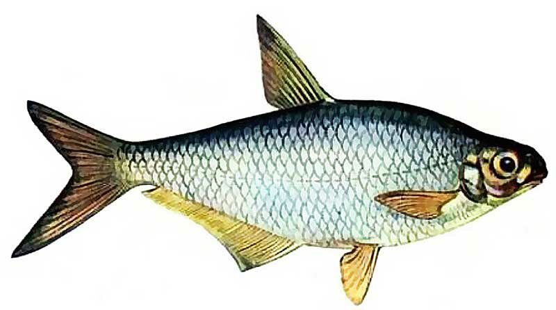 Ловля белоглазки в феврале