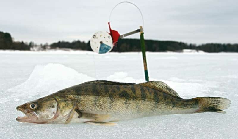 Ловля судака по последнему льду
