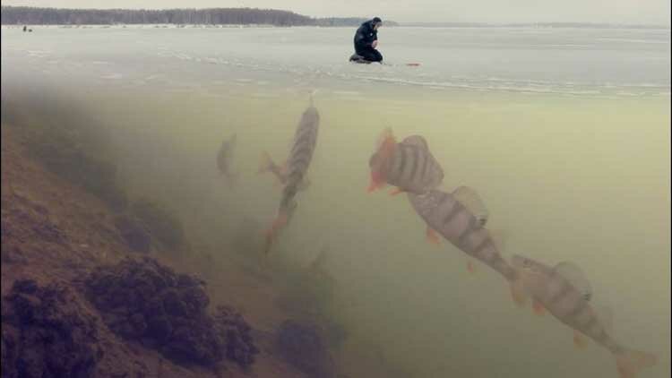 Мыфы о зимней рыбалке