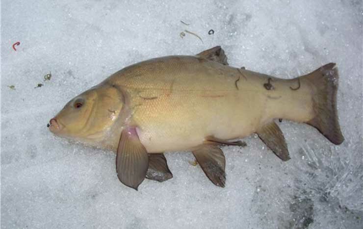 Рыбалка на линя по последнему льду