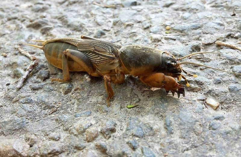 Ловля сома на медведку