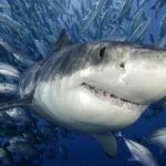 Спортивная ловля акул