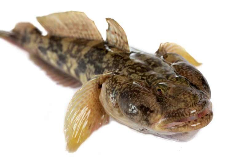 Ловля азовского бычка в ноябре