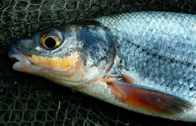 Ловля рыбца осенью