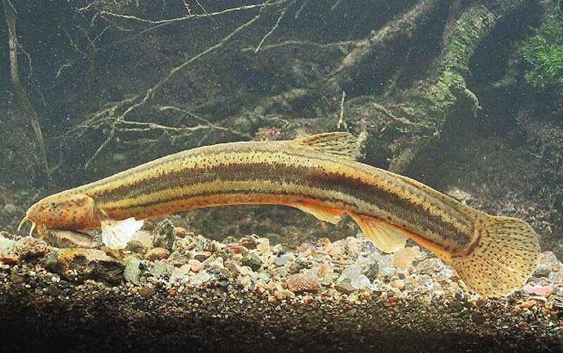 Ловля вьюна осенью