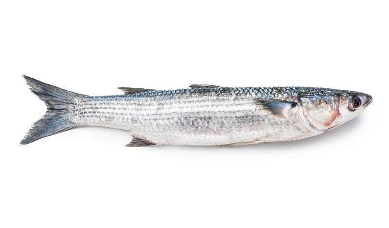 Ловля кефали в Крыму