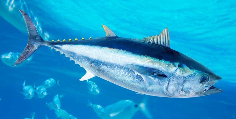 Рыбалка на тунца