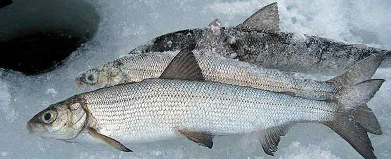 Ловля сига в феврале