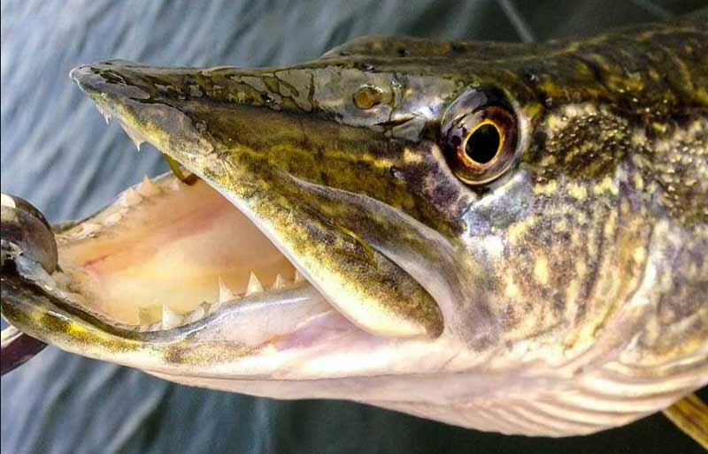 Ловля щуки во все сезоны