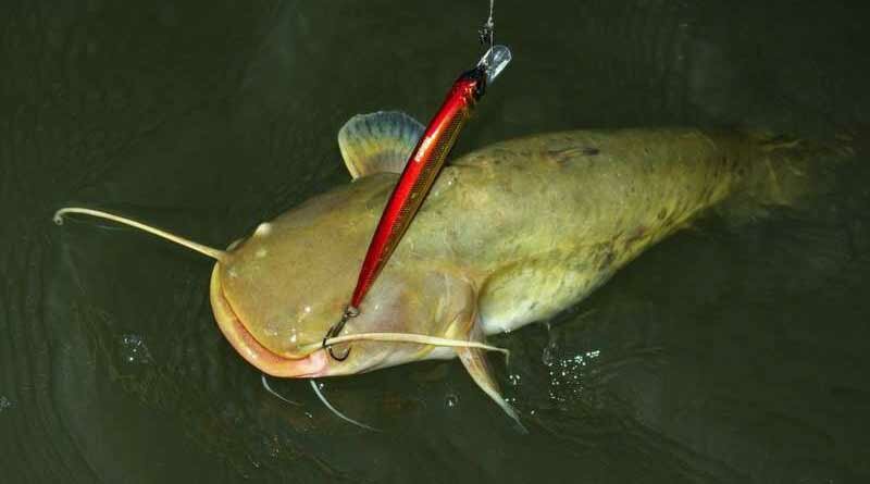 Как поймать сома и белуюрыбу