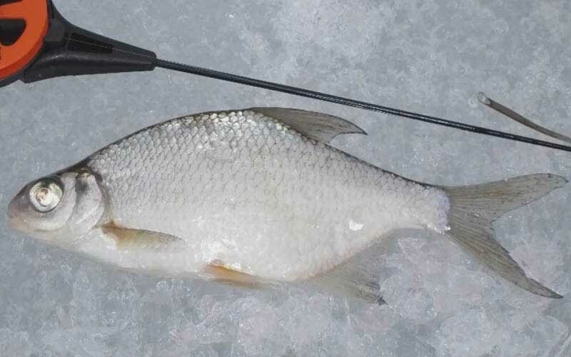 Как поймать леща зимой