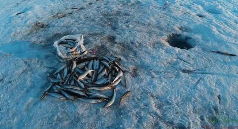 Наживки для зимней рыбалки со льда