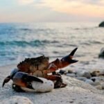 Как правильно ловить крабов? Каменный и травяной краб.