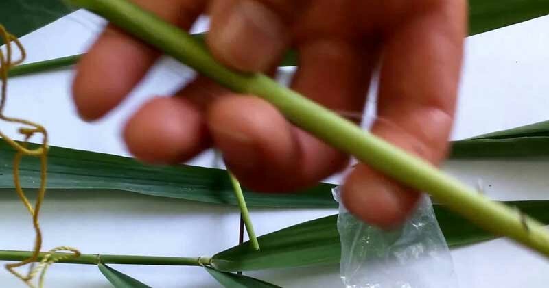 Ловля белого амура на камыш