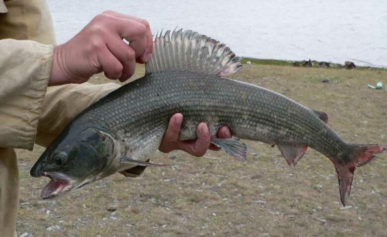 Особенности ловли хариуса