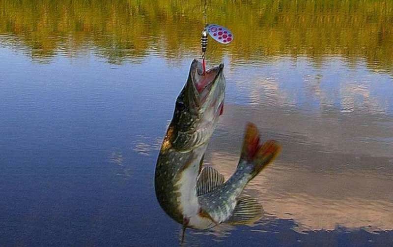 Снасти для ловли щуки осенью