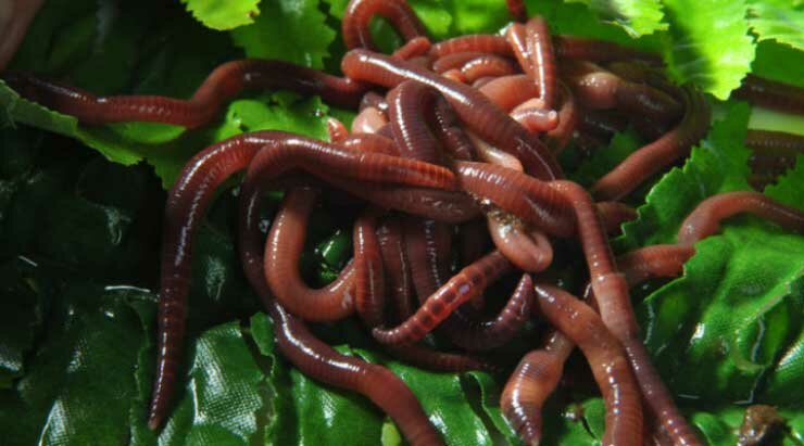 Разновидности червей для рыбалки