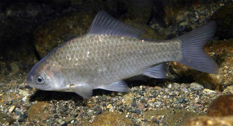 Хитрости ловли карася