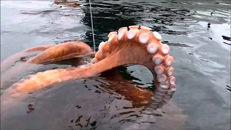 Ловля осьминогов