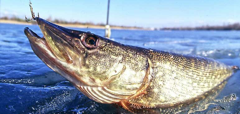 Ловля щуки на малых реках