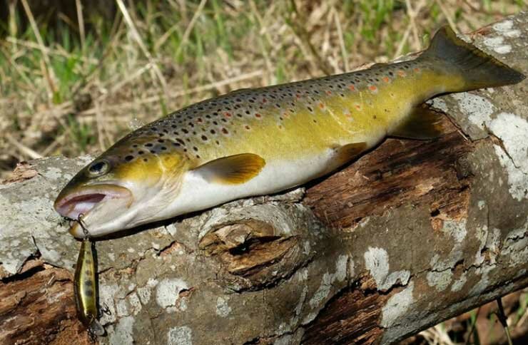 Рыбалка на ручьевую форель в октябре