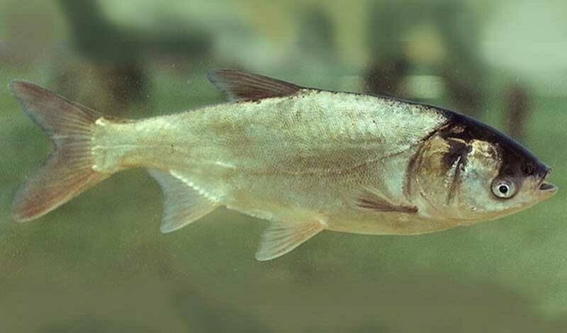 Рыбалка на толстолобика в октябре