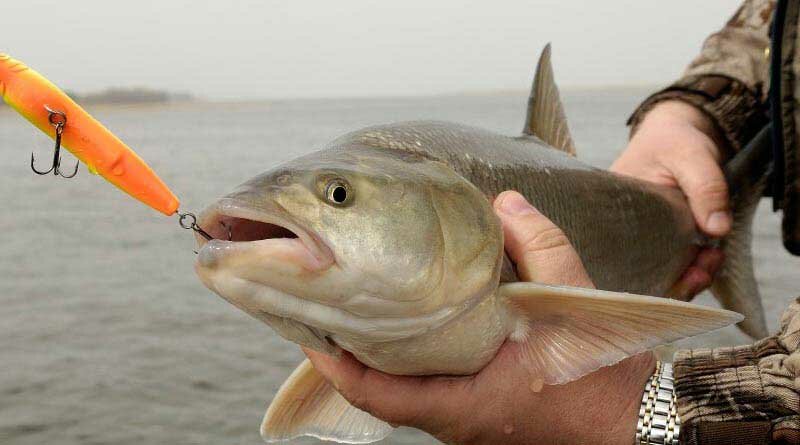 Ловля жереха в октябре