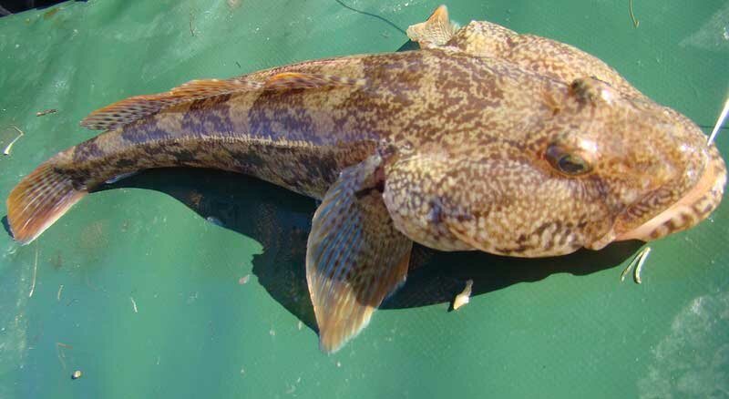 Ловля черноморского бычка