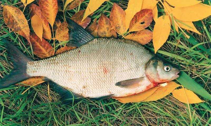 Ловля леща в октябре