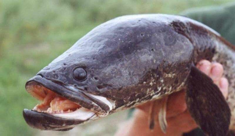 Ловля змееголова в октябре