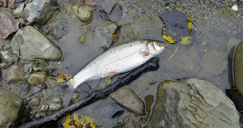 Рыбалка на чернопуза в Сочи
