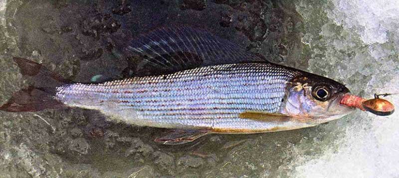 Ловля хариуса