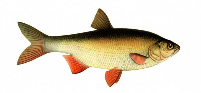 Ловля язя в феврале