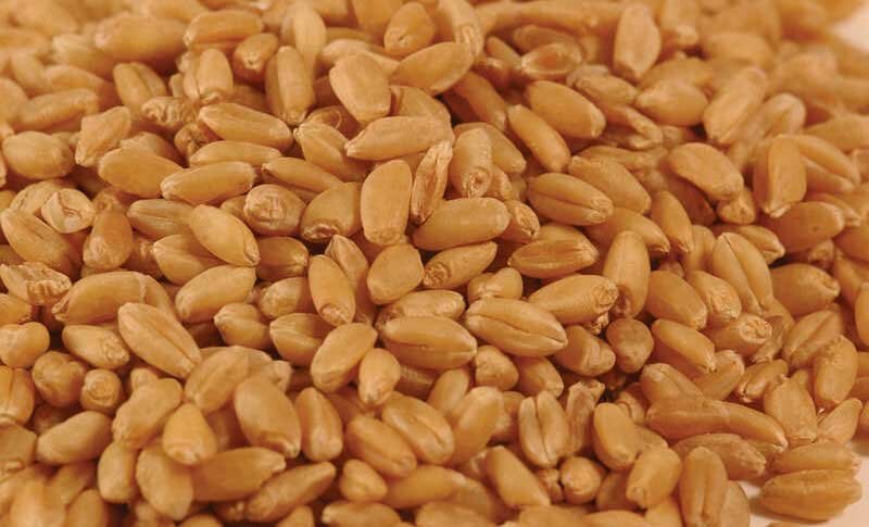 Рыболовные насадки: пшеница