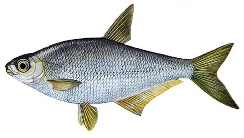 Ловля синца в феврале