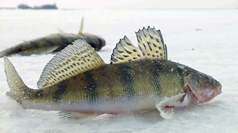 Ловля берша в феврале