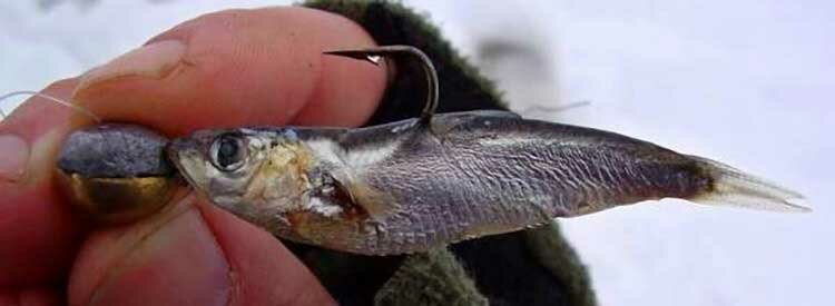 Приманка из мервой рыбки