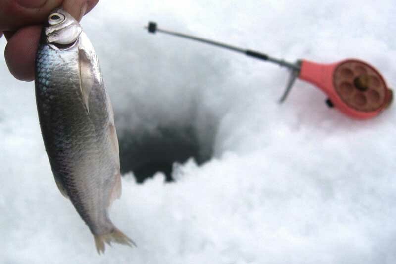 Ловля уклейки в феврале