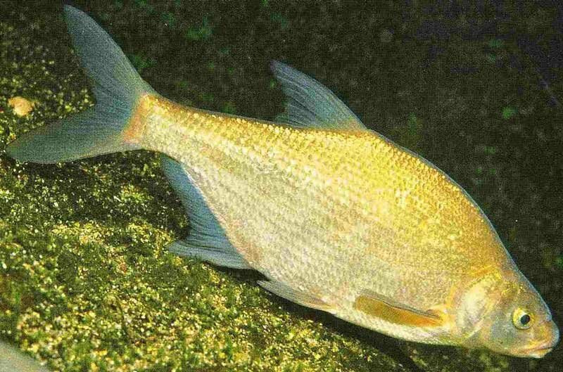 Секреты ловли леща