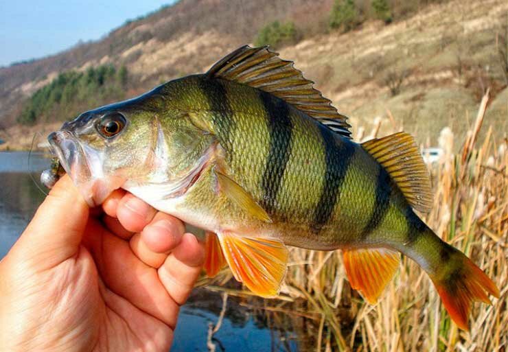 Рыбалка на окуня ранней весной