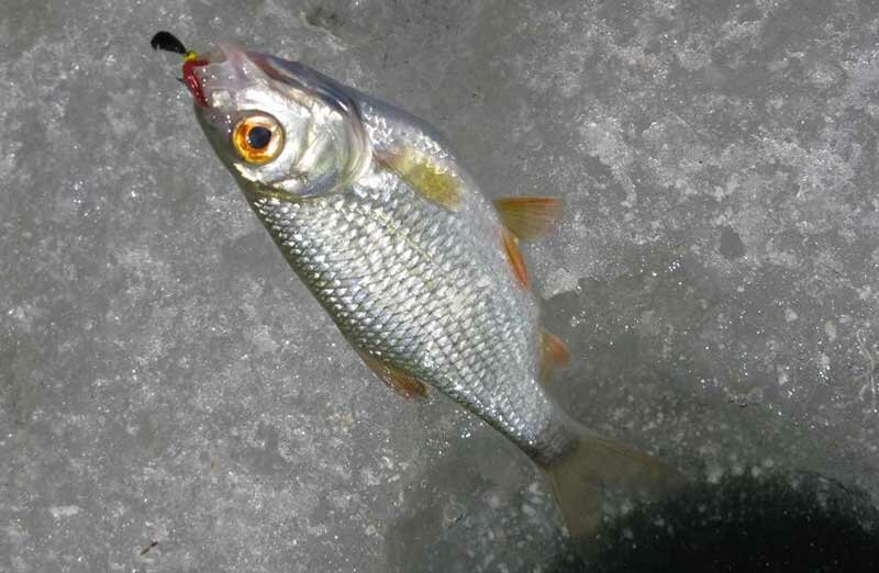 Рыбалка на плотву в марте