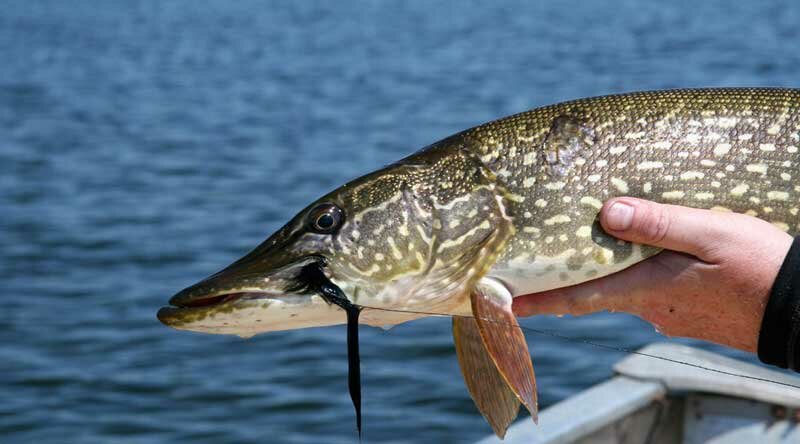 Ловля щуки весной