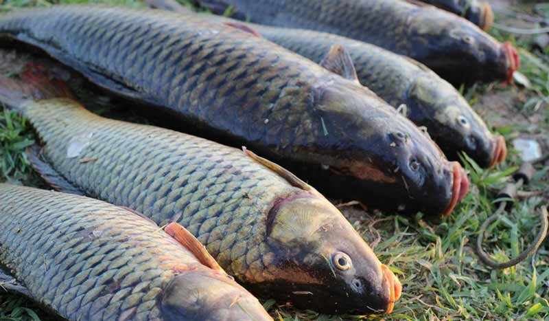 Советы по ловле сазанов