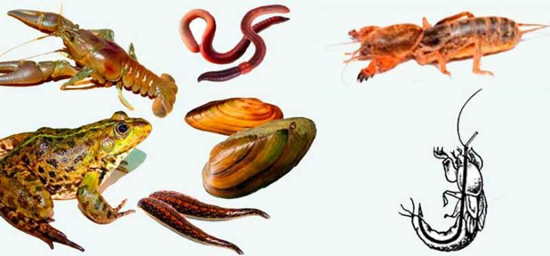 Какую выбрать наживку